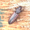 Dry bark beetle