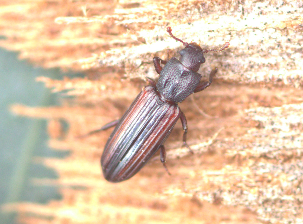Dry bark beetle