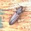 Dry bark beetle