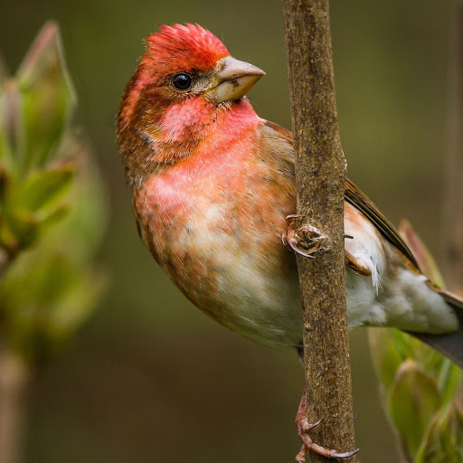 Hd-149342-ascw149342