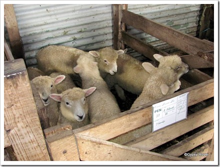 Lambs for fattening or replacement Ewes.