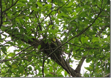 Yellow Warbler nest?
