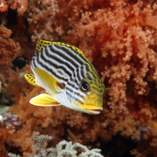 Hd-146547-ascw146547