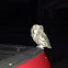 Eastern Screech Owl - gray morph