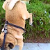 Ultimate Funny Dog Videos Compilation 2014 [NEW]