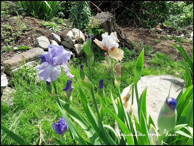 Irises, Chickadee Home Nest