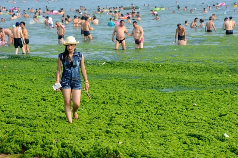 algae-china-beach-5