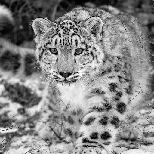 Hd-179855-ascw179855