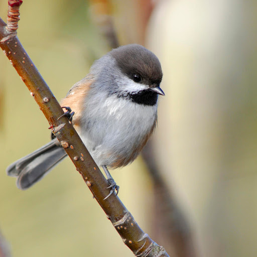 Hd-178244-ascw178244