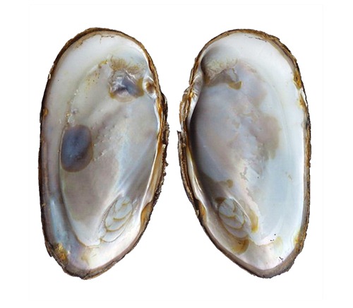 [mother-of-pearl-shell%255B19%255D.jpg]