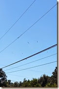 Banana Spiders on Power Lines