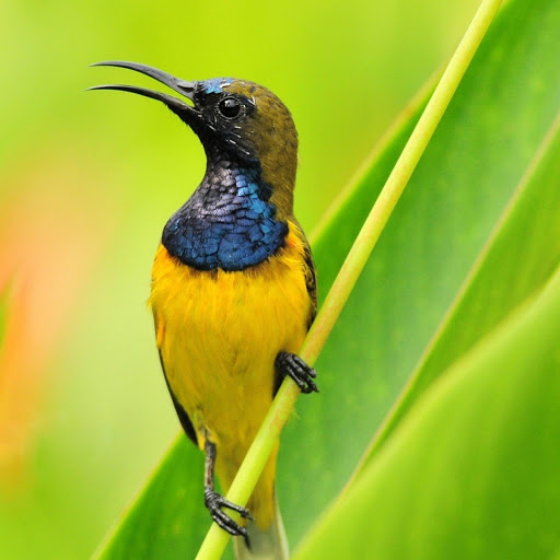 Hd-177841-ascw177841