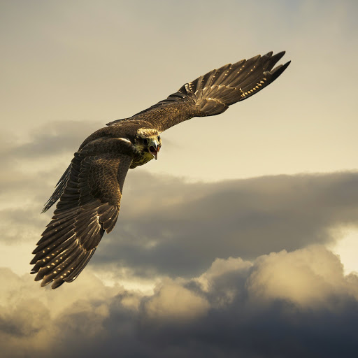 Hd-175043-ascw175043