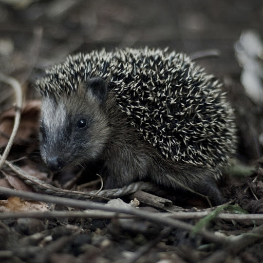 Hd-141876-ascw141876