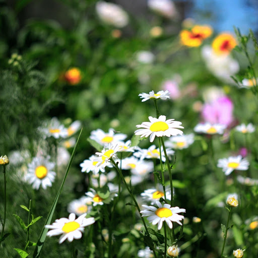 Hd-173726-ascw173726