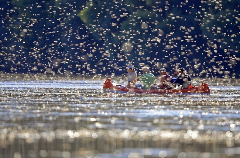 tisza-blooming-1