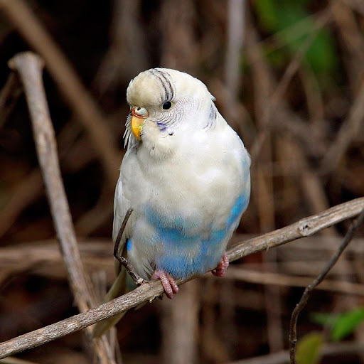 Hd-178532-ascw178532