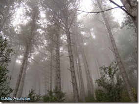 Niebla en el pinar de la Higa de Monreal