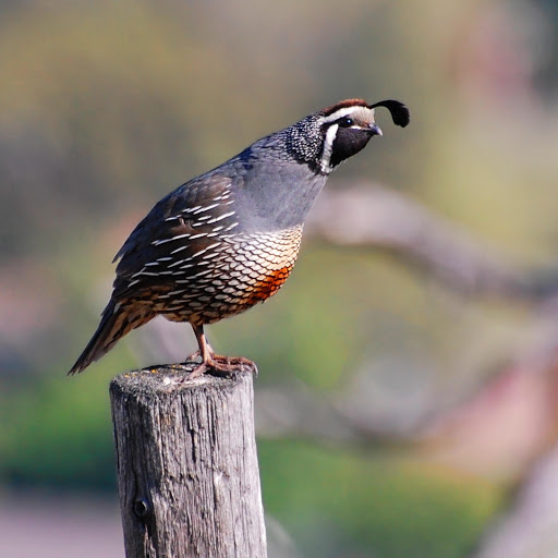 Hd-178235-ascw178235