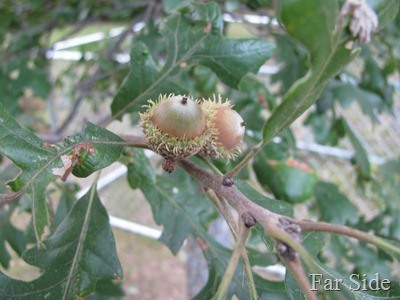 Acorns Burr Oak