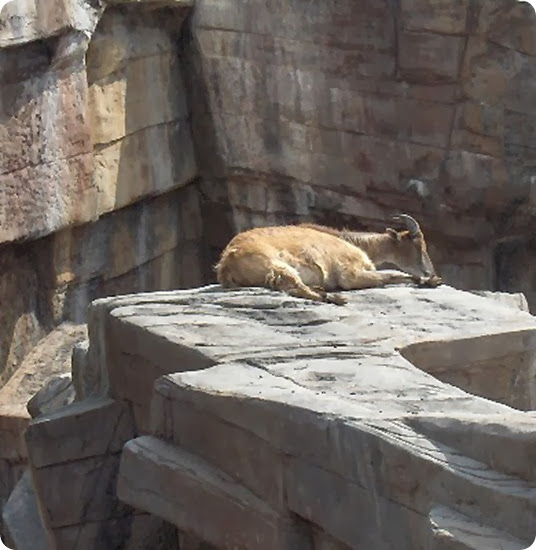tahr Hemitragus_jemlahicus tahr Hemitragus_jemlahicus