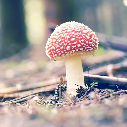 Hd-170696-ascw170696