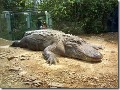 2004.08.25-039 alligator du Mississipi