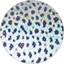 Skin Spa Acne Treatment Brisbane