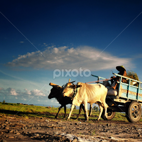 Javanish Cart #01 by Endro Boloth - Transportation Other