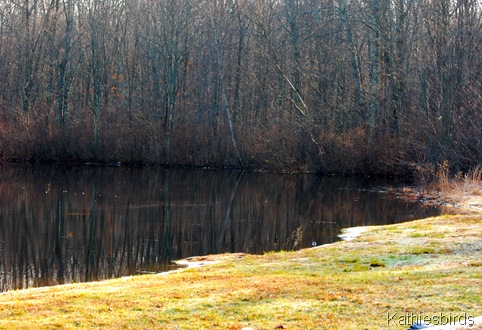 4. pond edge-kab 4. pond edge-kab