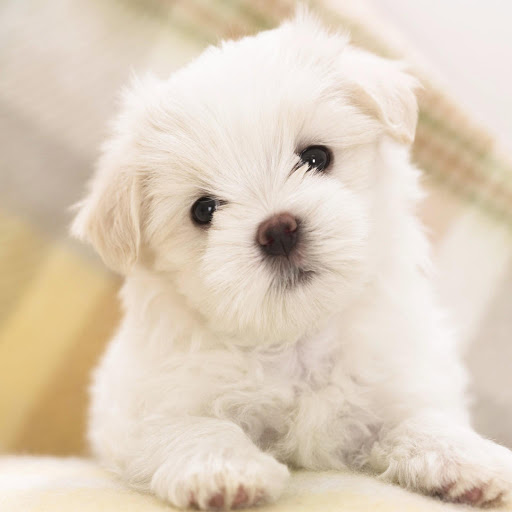 Hd-170746-ascw170746