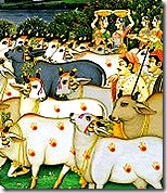cows in Vrindavana
