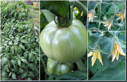 tomato collage2