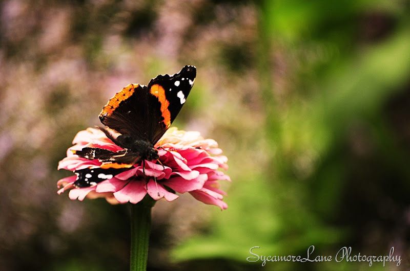 red admiral and zinna