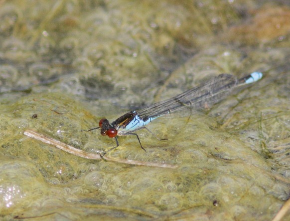 12_08_11_cliffe_small_red_eyed_damselfy_058