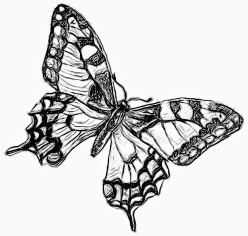 [butterfly%255B4%255D.jpg]