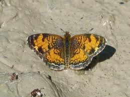 [pearly%2520crescentspot%2520butterfly%255B2%255D.jpg]