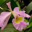 Cattleya
