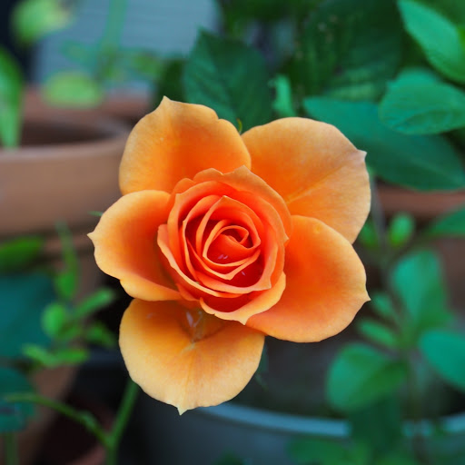 Hd-190520-ascw190520