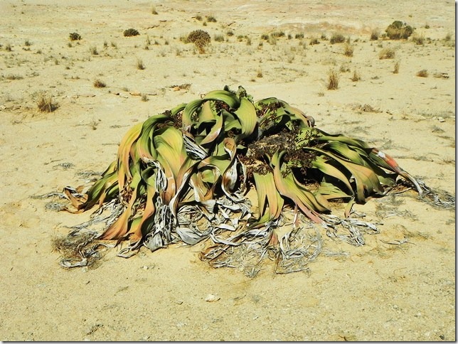 Welwitschia_DSCN6449