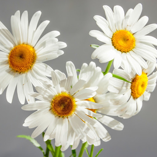 Hd-146395-ascw146395