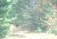 3.12.2012 deer in the woods Cushman St ext