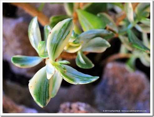 140122_Crassula_ovata_022