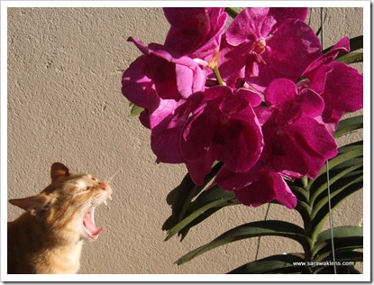 cat_elbi_orchids