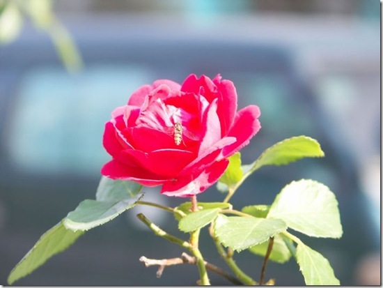 Gallery494_8