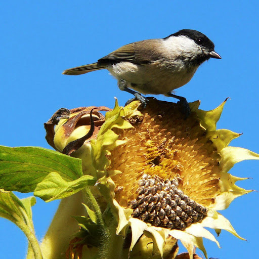 Hd-136506-ascw136506