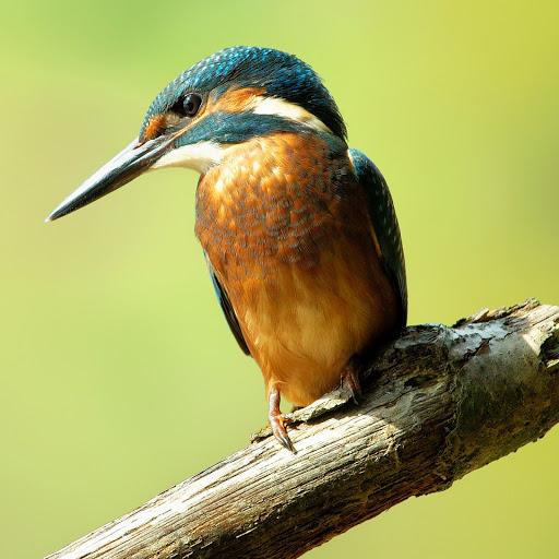 Hd-178186-ascw178186