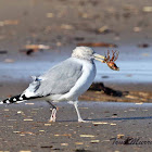 Herring Gull (eating a crab)