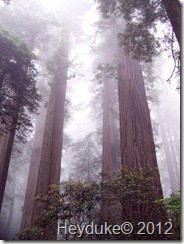 Redwoods Northern Cali 013