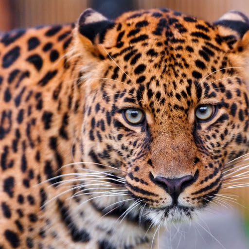 Hd-155021-ascw155021